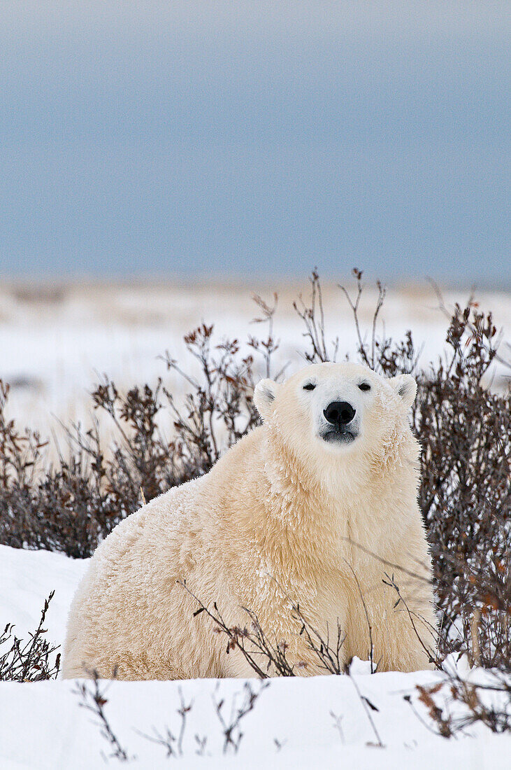 Eisbär (Ursa maritimus) auf dem Eis und Schnee der subarktischen Hudson Bay, Churchill, MB, Kanada