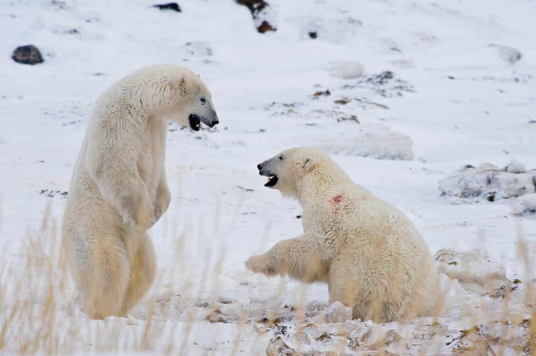 Eisbär (Ursa maritimus) auf dem Eis und Schnee der subarktischen Hudson Bay, Churchill, MB, Kanada