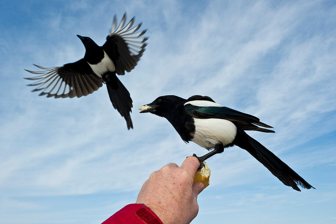Black-billed Magpie (Pica pica) eating out of hand.