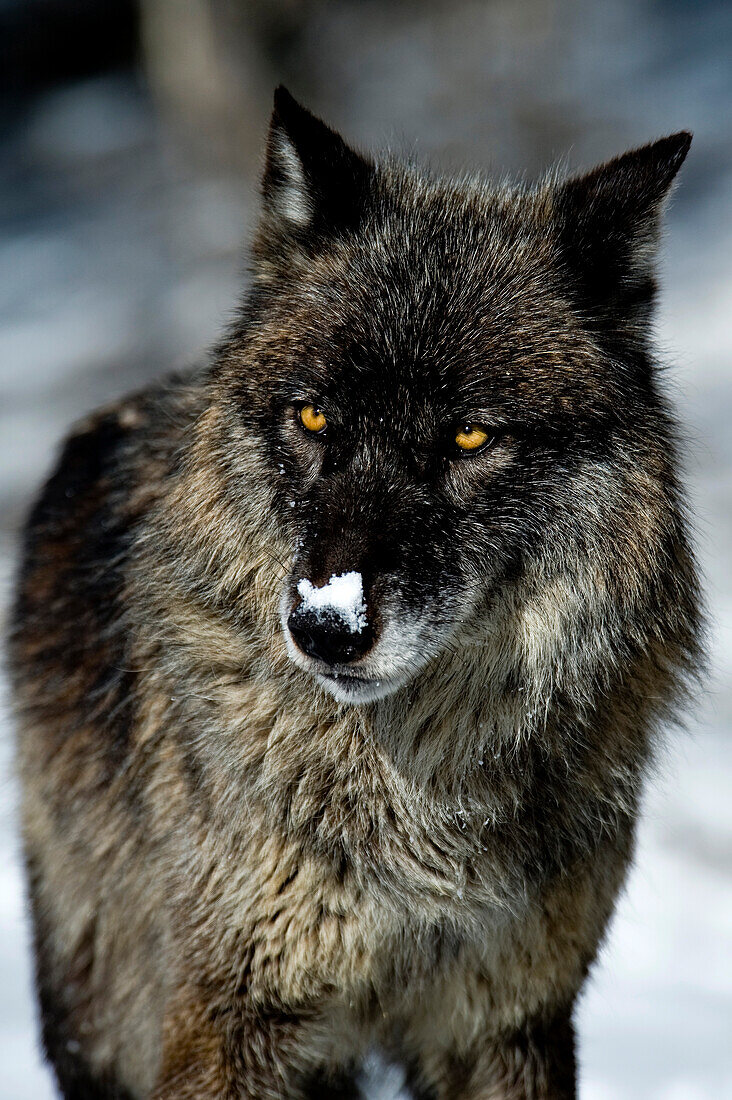 Schwarzphase Grauer Wolf (Canis lupus) Graues Wolfsportrait im Neuschnee, Montana, USA.