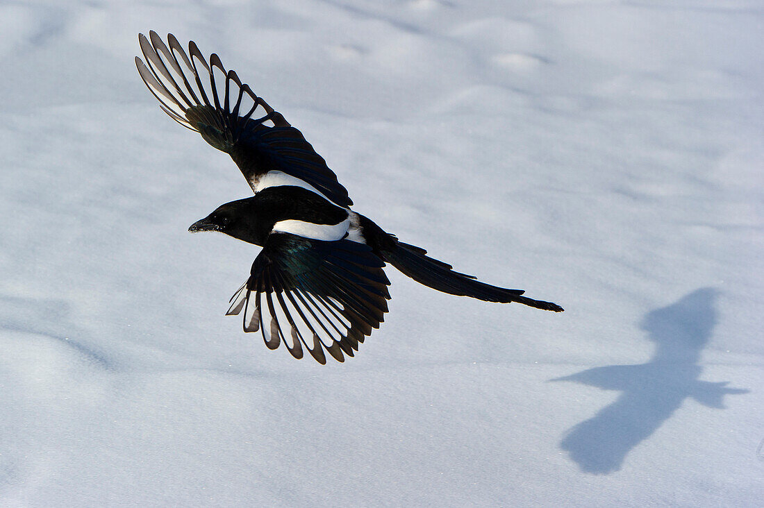 Schwarzschnabelelster und Schatten im Schnee.