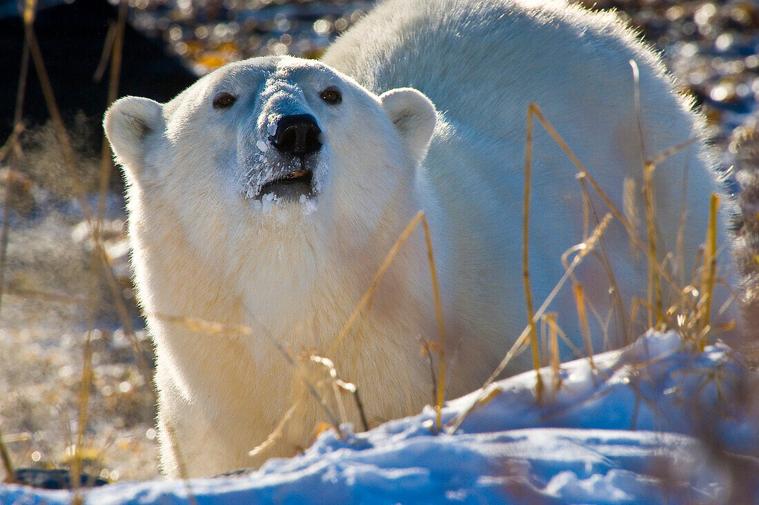 Polar Bear (Ursa maritimus) on sub-arctic Hudson Bay ice and snow, Churchill, MB, Canada