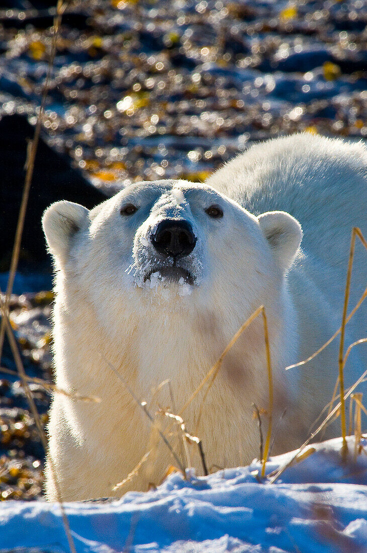 Eisbär (Ursa maritimus) auf Eis und Schnee in der subarktischen Hudson Bay, Churchill, MB, Kanada