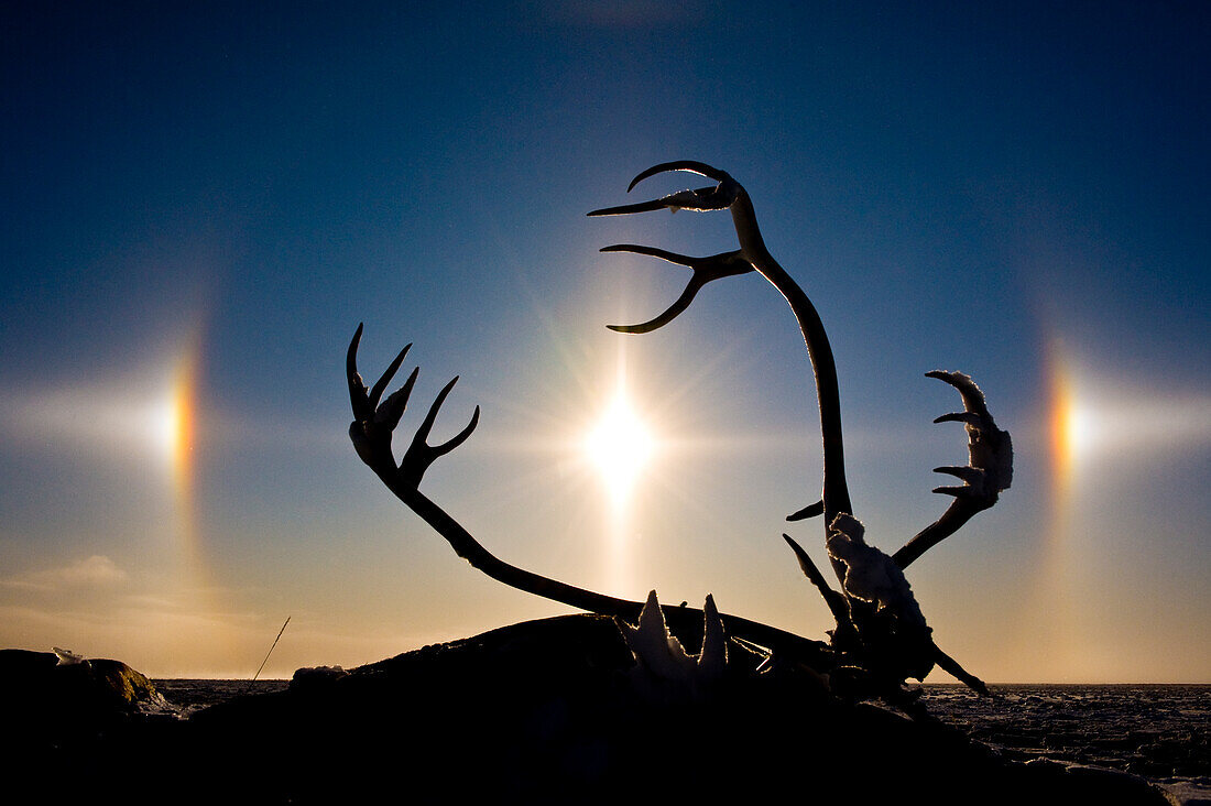 Karibu-Geweih (Rangifer tarandus) bei Sonnenaufgang an der verschneiten Küste der Hudson Bay, Churchill, MB, Kanada