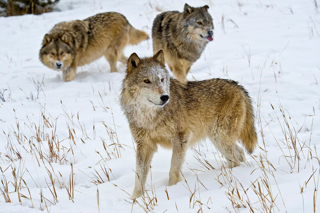 Alphaweibchen Grauer Wolf (Canis lupus) Grauer Wolf mit untergebenen Männchen, Montana, USA.