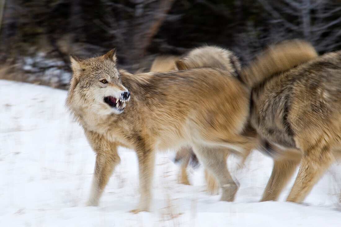 Grauer Wolf (Canis lupus) Graue Wölfe bei der Kontrolle des Alpha-Weibchens in der Paarungszeit, Montana, USA.