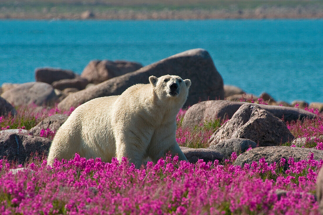 Eisbär (Ursa maritimus) im Feuergras (Epilobium angustifolium) auf einer Insel vor der subarktischen Küste der Hudson Bay, Churchill, Manitoba, Kanada. Die Bären verbringen den Sommer auf der Insel und halten Ausschau nach unvorsichtigen Robben oder toten Walen, die sie anspülen. Die globale Erwärmung hat ihren Winter verkürzt, so dass sie im Sommer verstärkt auf Nahrungssuche gehen.