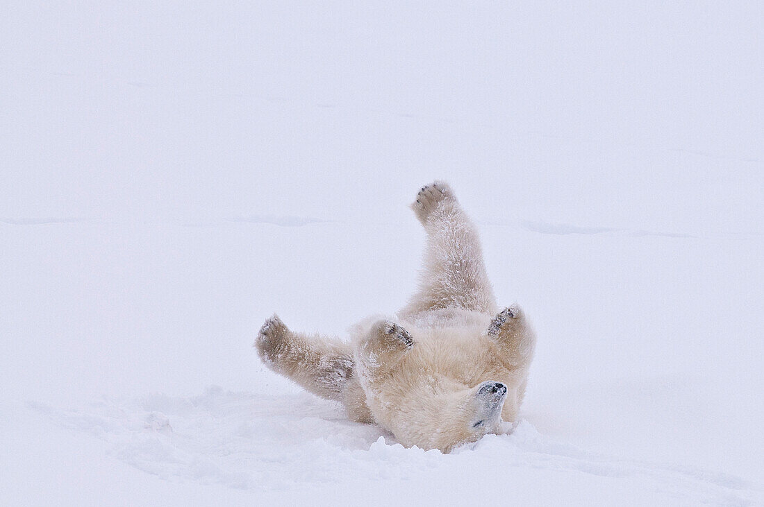 Eisbär (Ursa maritimus) auf dem Eis der subarktischen Hudson Bay und im Schnee, Churchill, MB, Kanada