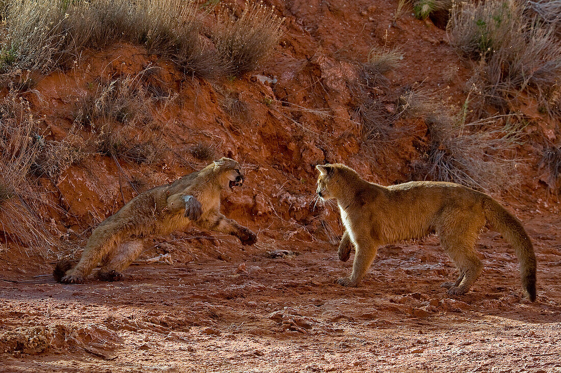 Mountain Lions in the mountains of Montana, United States