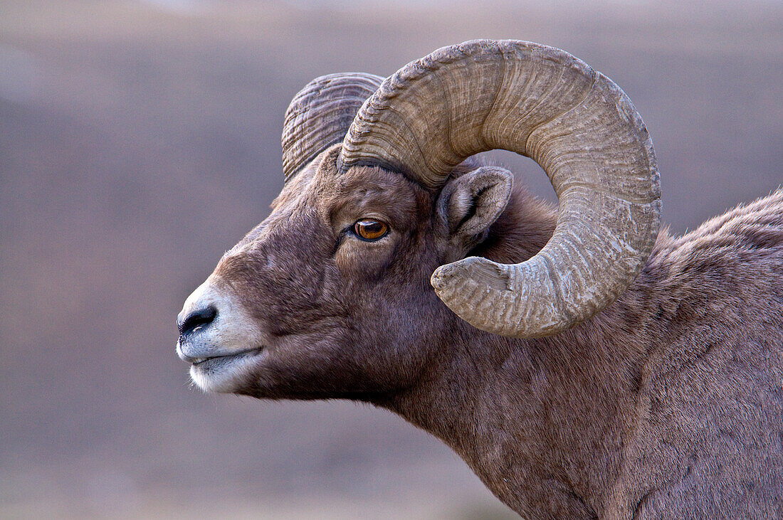 Porträt eines Dickhornschafes (Ovis canadensis) in der Nähe des Yellowstone-Nationalparks, Wyoming, USA