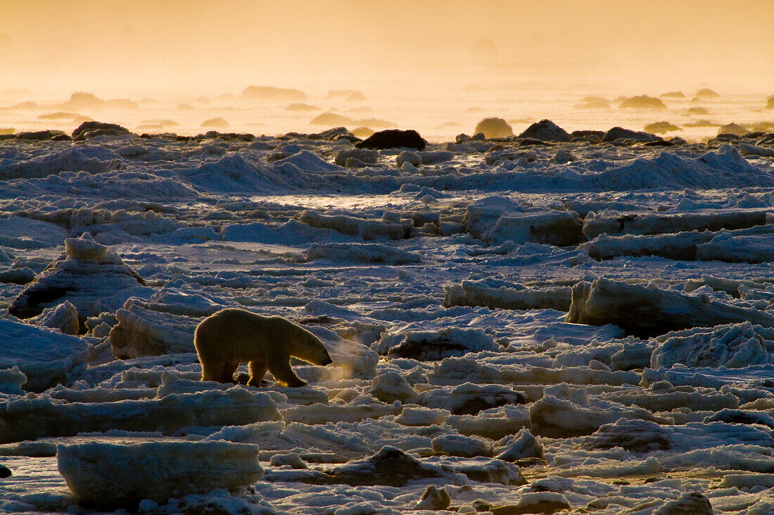 Eisbär (Ursa maritimus) auf subarktischem Eis und Schnee in der Hudson Bay, Churchill, MB, Kanada