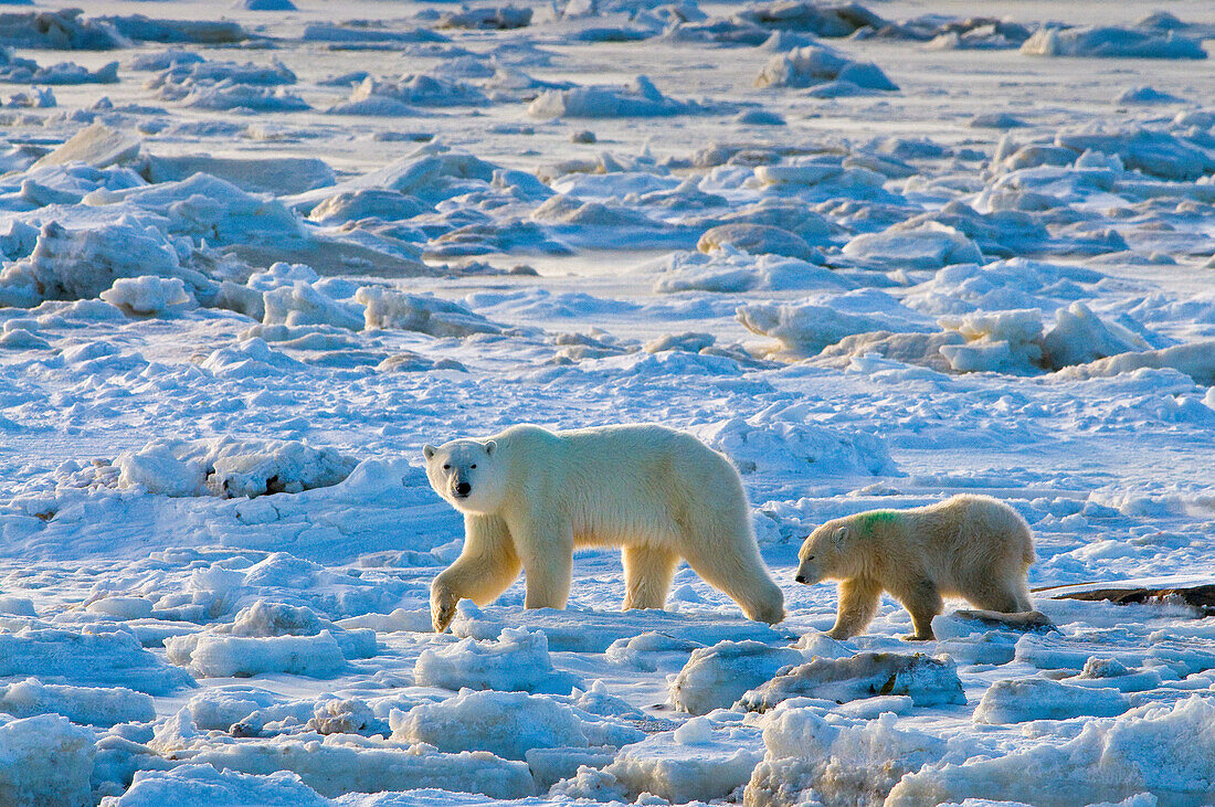 Eisbär (Ursa maritimus) auf subarktischem Eis und Schnee in der Hudson Bay, Churchill, MB, Kanada