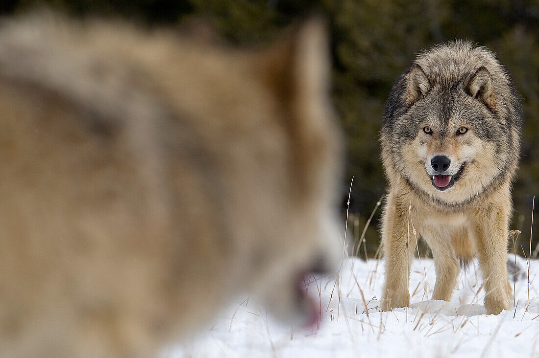 Alpha male Gray Wolf (Canis lupus) Grey Wolf confrontation with beta male wolf in fresh winter snow, Montana, USA.