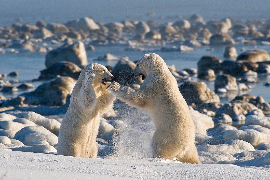 Eisbär (Ursa maritimus) auf Eis und Schnee in der subarktischen Hudson Bay, Churchill, MB, Kanada