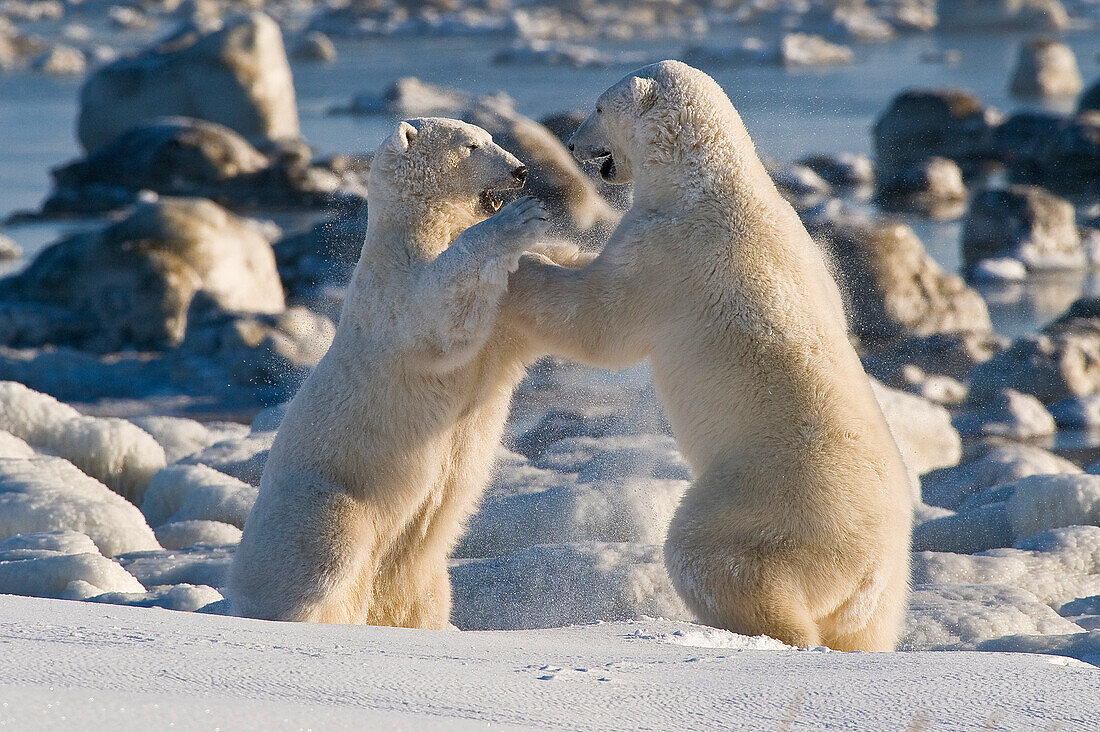 Polar Bear (Ursa maritimus) on sub-arctic Hudson Bay ice and snow, Churchill, MB, Canada