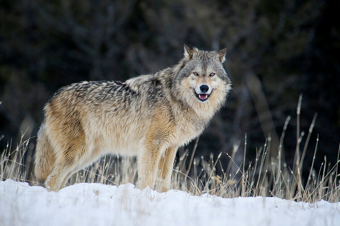 Männlicher Grauer Wolf (Canis lupus) Grauer Wolf Porträt im frisch gefallenen Schnee, Montana, USA.
