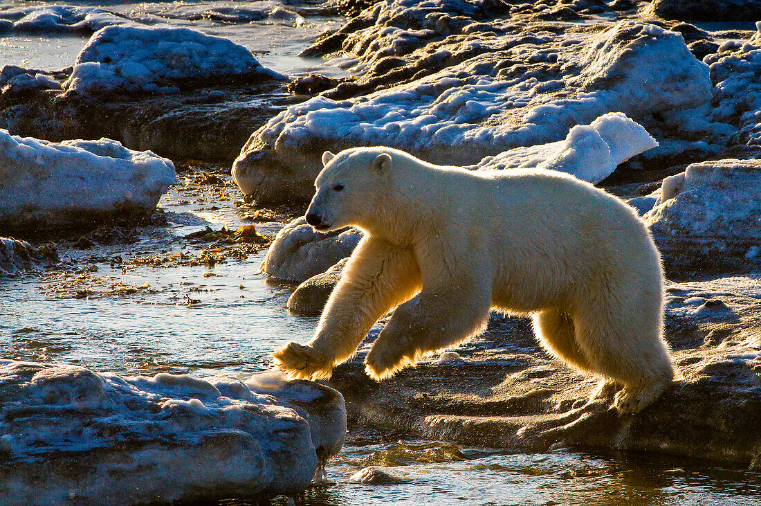 Polar Bear (Ursa maritimus) on sub-arctic Hudson Bay ice and snow, Churchill, MB, Canada