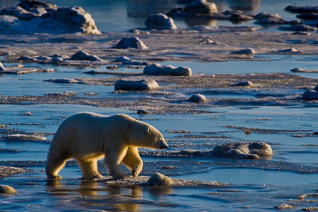 Eisbär (Ursa maritimus) auf dem Eis und Schnee der subarktischen Hudson Bay, Churchill, MB, Kanada