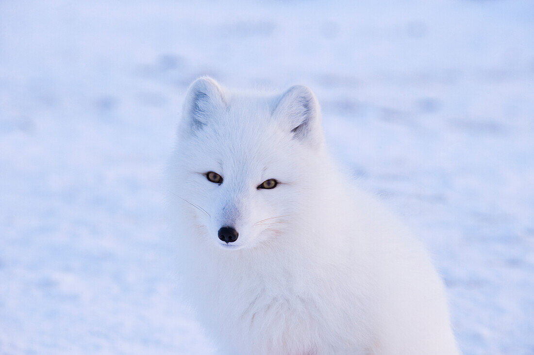 Polarfuchs (Vulpes lagopus) an der Seal River Lodge, an der Küste der Hudson Bay, Churchill, MB, Kanada