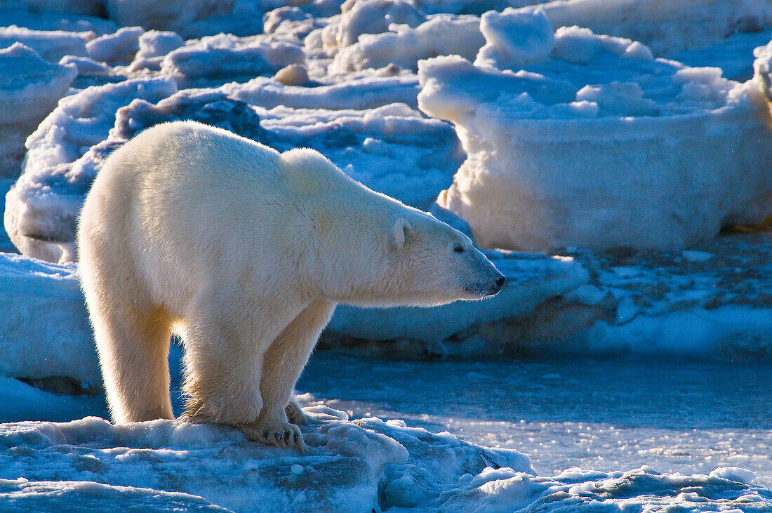 Eisbär (Ursa maritimus) auf Eis und Schnee in der subarktischen Hudson Bay, Churchill, MB, Kanada