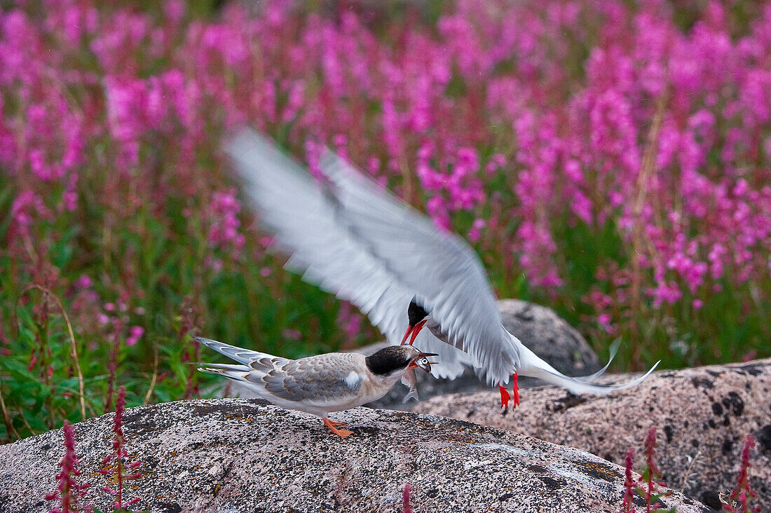 Arctic Tern (Sterna paradisaea) on Hudson Bay, Churchill, Manitoba, Canada. Arctic Terns nest commonly in Northern Manitoba, Nunavut, and the Northwest territories. They defend their nests and young very aggressively against all predators and threats including humans.
