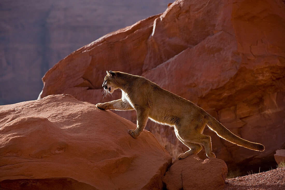 Mountain Lions in the mountains of Montana, United States