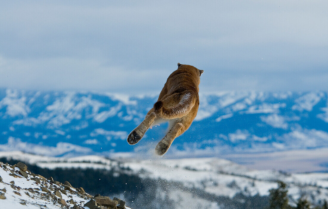 Berglöwen in den Bergen von Montana, Vereinigte Staaten