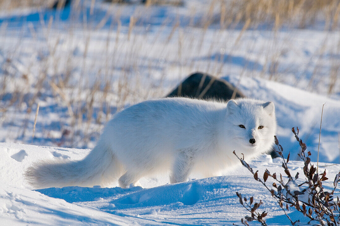 Polarfuchs (Vulpes lagopus) in der Seal River Lodge, an der Küste der Hudson Bay, Churchill, MB, Kanada