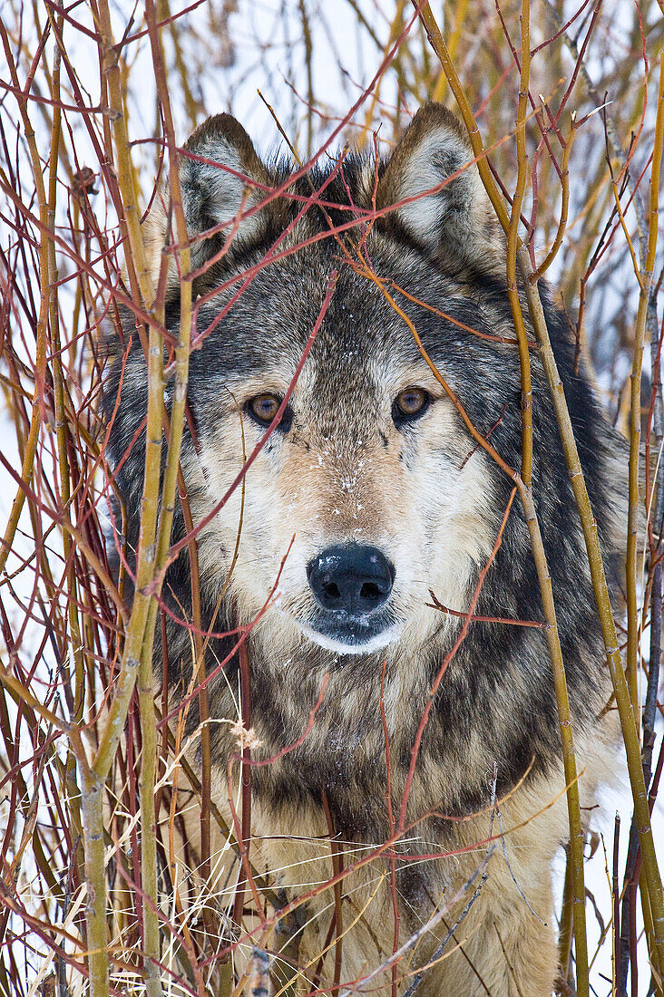 Männlicher Grauer Wolf (Canis lupus) Portrait eines Grauen Wolfs, der aus einem roten Hartriegel (Cornus sericea) herausschaut, Montana, USA.