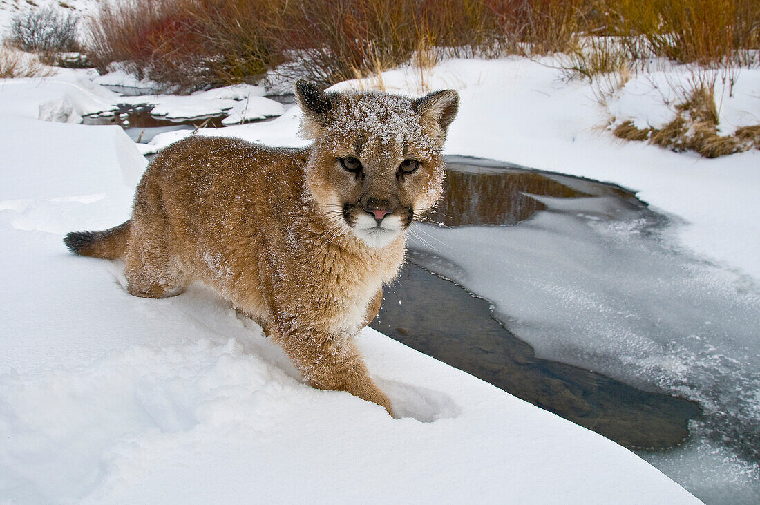 Berglöwen in den Bergen von Montana, Vereinigte Staaten