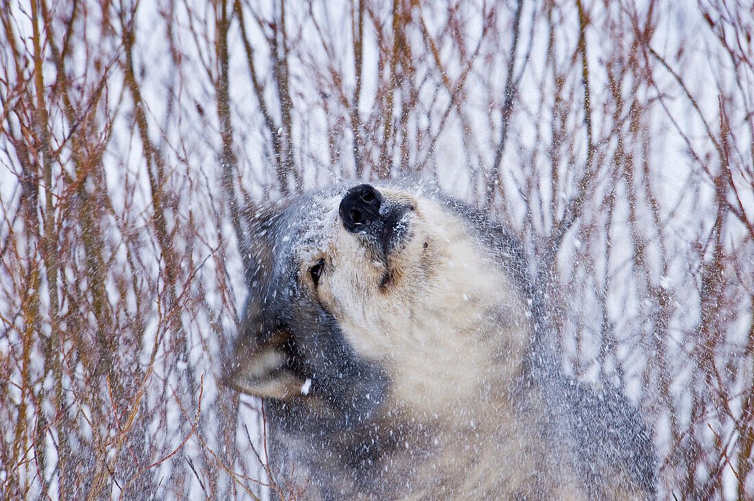 Humorvolles Porträt des Grauen Wolfs (Canis lupus) Grauer Wolf schüttelt frisch gefallenen Schnee ab, Montana, USA.