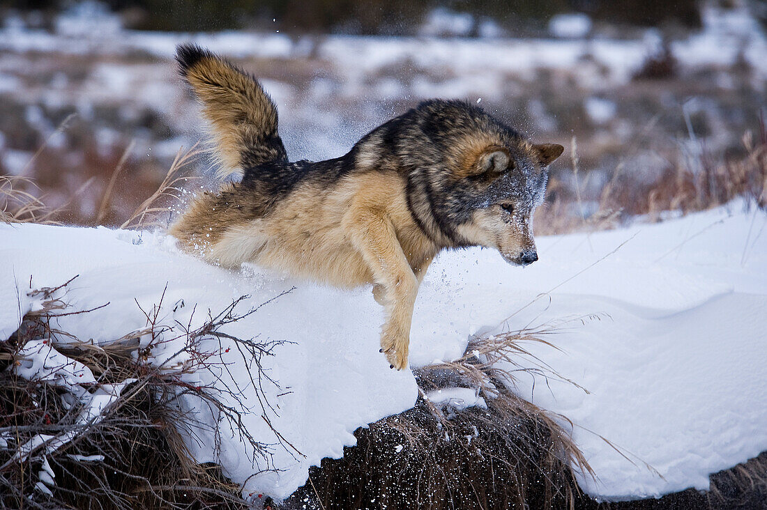 Männlicher Grauer Wolf (Canis lupus) Grauer Wolf springt vom Bachufer in frisch gefallenem Schnee, Montana, USA.
