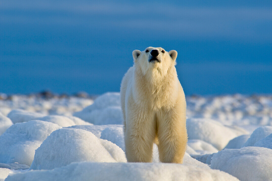 Eisbär (Ursa maritimus) auf dem Meereis an der subarktischen Küste der Hudson Bay, Churchill, Manitoba, Kanada. Die Bären kommen im Herbst an die Küste der Hudson Bay und warten darauf, dass das Eis gefriert, und suchen nach einer unvorsichtigen Robbe oder einem toten Wal, der angespült wird. Durch die globale Erwärmung hat sich der Winter für sie verkürzt, so dass sie zunehmend ängstlich auf den Winter warten. Während sie warten, liefern sie sich häufige Ringkämpfe, um die Paarungshierarchie für die Brutsaison im März und April festzulegen, und prüfen regelmäßig, ob das Eis sie aufs Meer hina