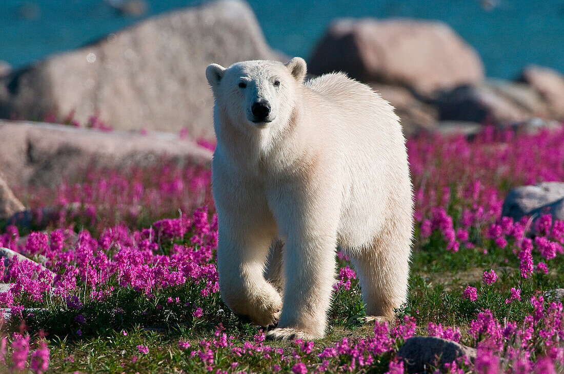 Eisbär (Ursa maritimus) im Feuerkraut (Epilobium angustifolium) auf einer Insel vor der subarktischen Küste der Hudson Bay, Churchill, Manitoba, Kanada.