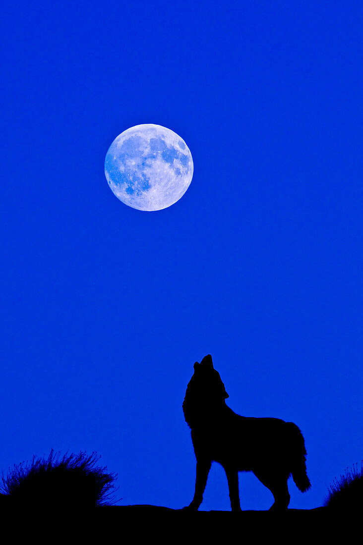 Digitales Kompositum von Grauer Wolf (Canis lupus) Silhouette Grauer Wolf heult bei Vollmond im Monument Valley, Arizona, USA.