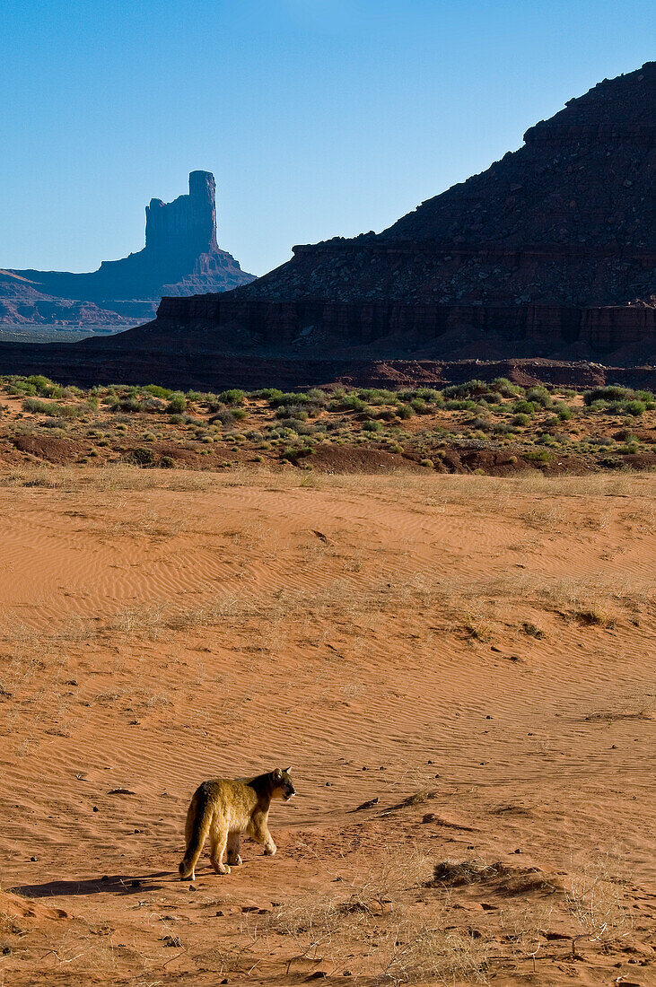 Mountain Lions in the mountains of Montana, United States