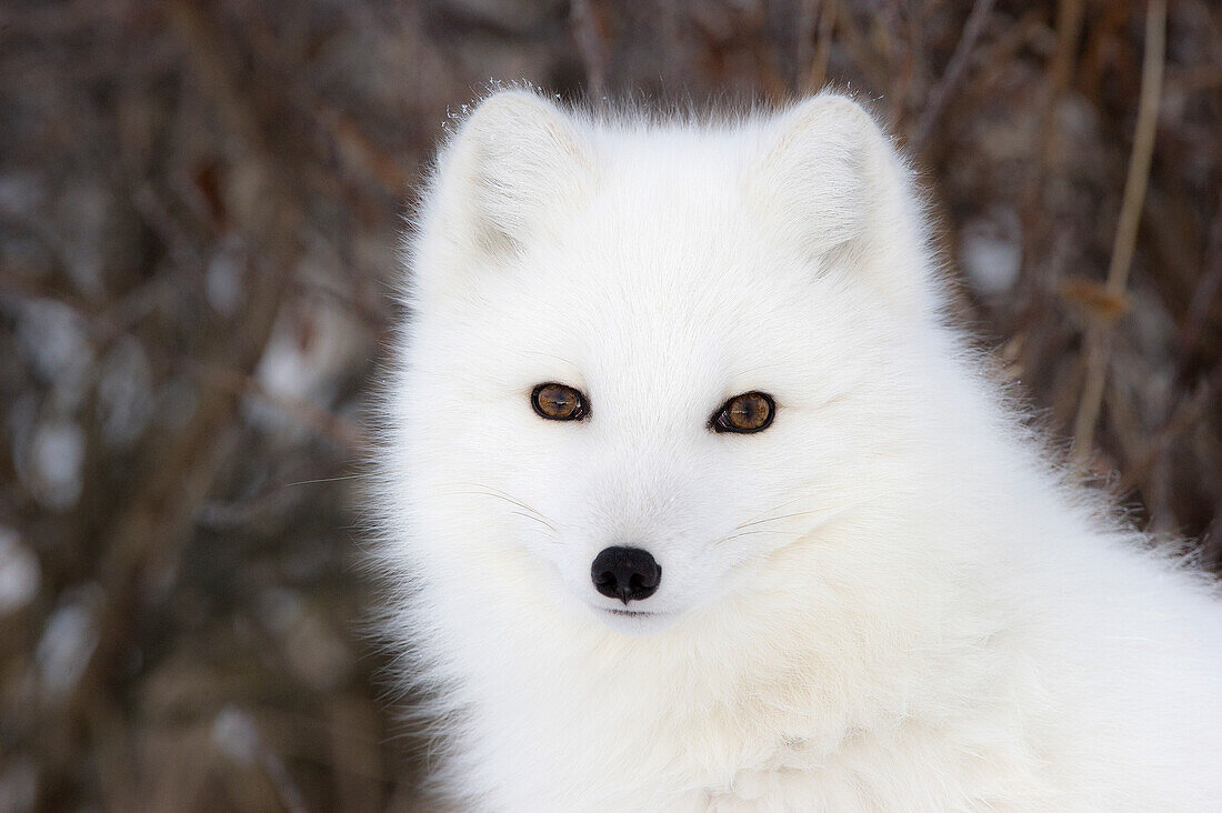 Arctic Fox (Vulpes lagopus) portrait, Hudson Bay, Canada.