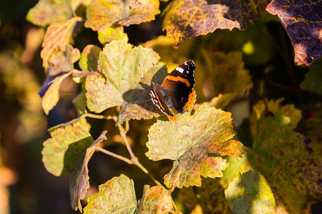 Schmetterling auf einem Traubenblatt in einem Lavaux-Weinberg, Natur, Weinbaugebiet auf der Liste des Unesco-Welterbes seit 2007, Wein, Lavaux, Kanton Waadt, Schweiz