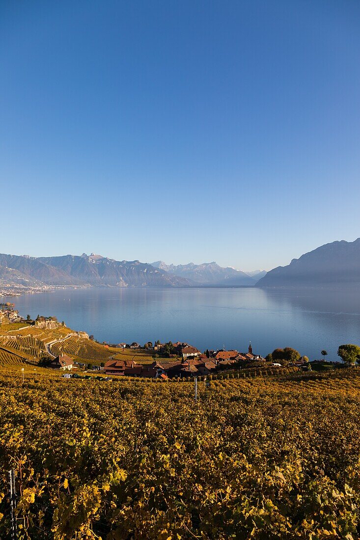 Blick auf die Weinberge des Lavaux und den Genfer See, Weinbauregion auf der Liste des Unesco-Welterbes seit 2007, Wein, Lavaux, Kanton Waadt, Schweiz