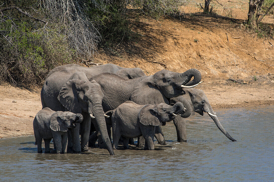 Afrikanischer Elefant (Loxodonta africana) im Krüger-Nationalpark, Südafrika, der sich zum Trinken und zum Treffen mit alten Freunden trifft.