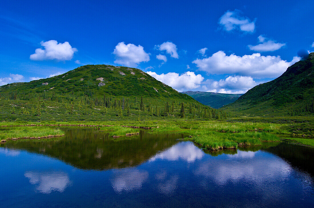 Mittagswolken am blauen Himmel spiegeln sich im Nugget Pond im Denali National Park, Alaska.
