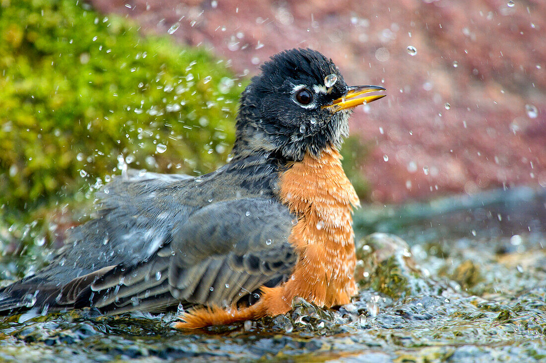 American Robin (Turdus migratorius) having a bath in backyard stream in late evening light, Kleefeld, MB, Canada.