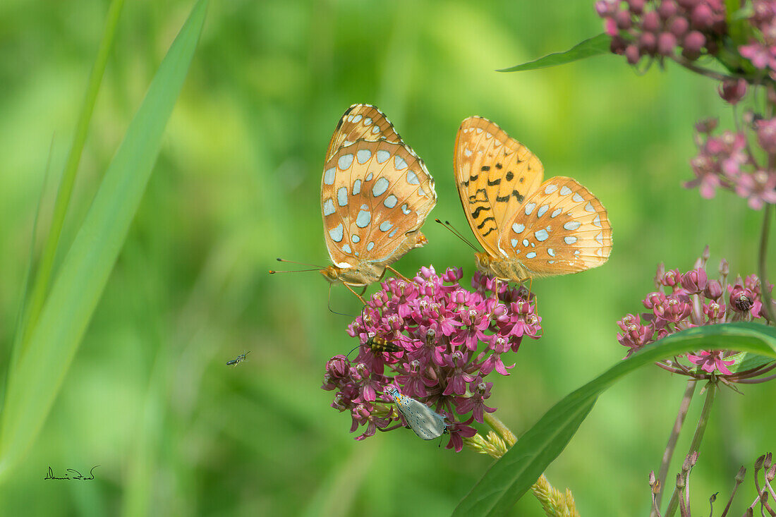 Aphrodite Fritillary (Speyeria aphrodite) butterflies sharing space on pink Joe-Pye weed flowers while sipping nectar,