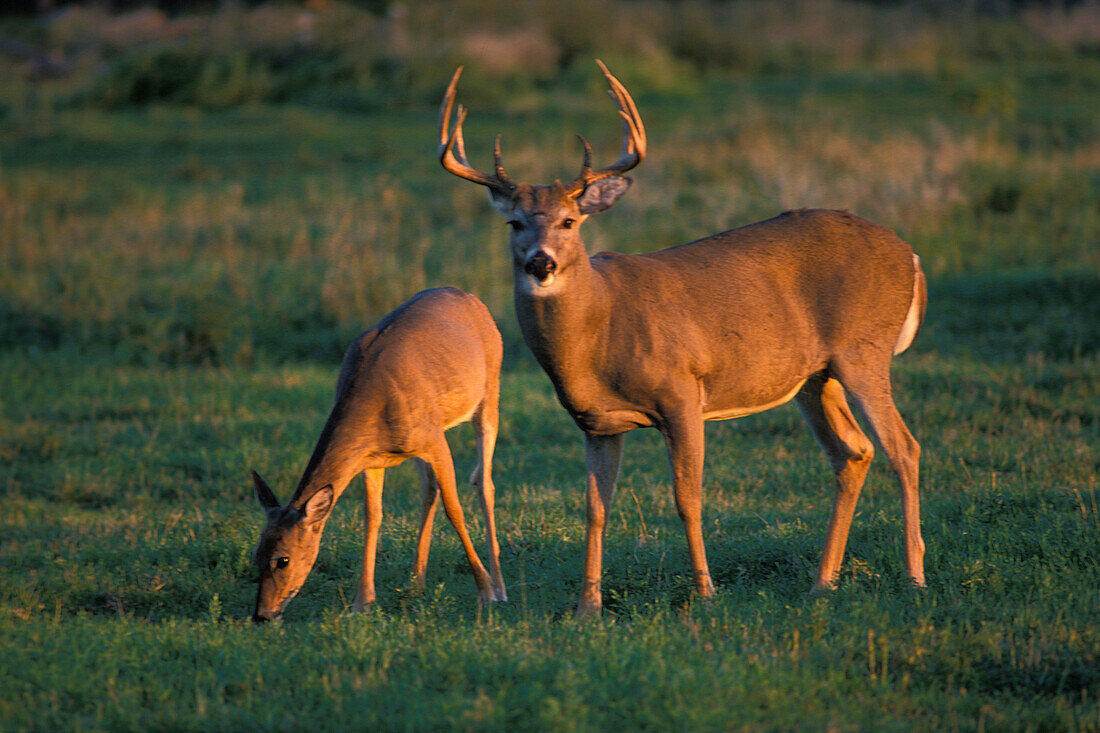White-tailed Deer buck and doe pair ( Odocoileus virginianus ) Whitetail in grass landscape with warm sunset light southern Manitoba Canada
