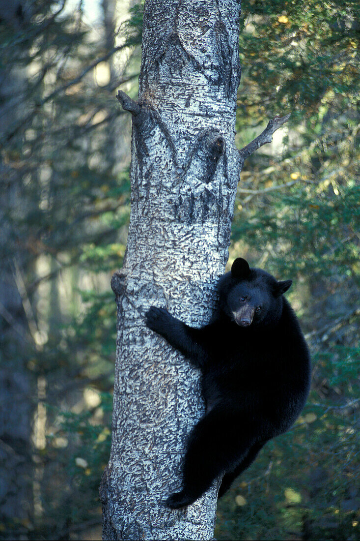 Amerikanischer Schwarzbär ( Ursus americanus ) fett für den Winter in Espen-Schwarzpappelbaum Eli Minnesota USA