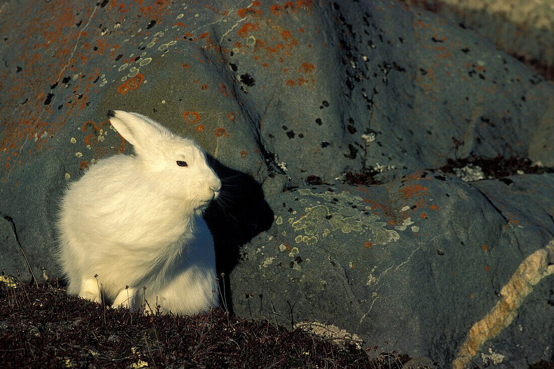 Adult Arctic Hare (Lepus arcticus) shelter hiding behind granite rock near Hudson Bay, Churchill area, Manitoba, Northern Canada