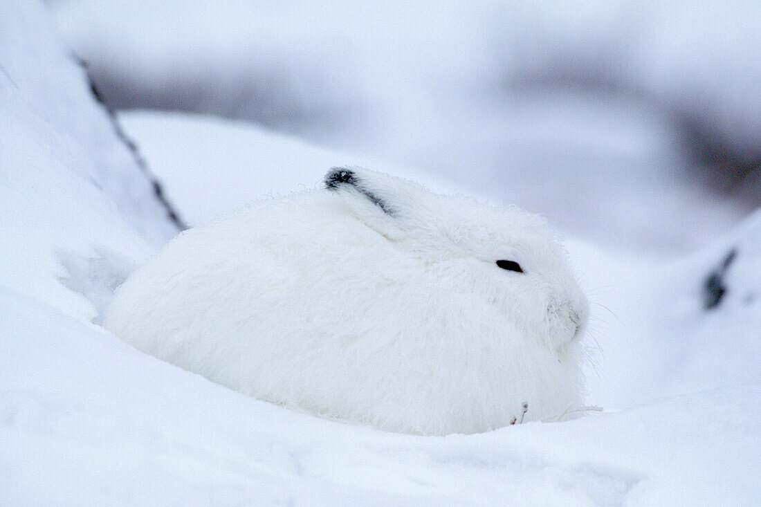 Adult Arctic Hare (Lepus arcticus) camouflage hiding in snow near Hudson Bay, Churchill area, Manitoba, Northern Canada