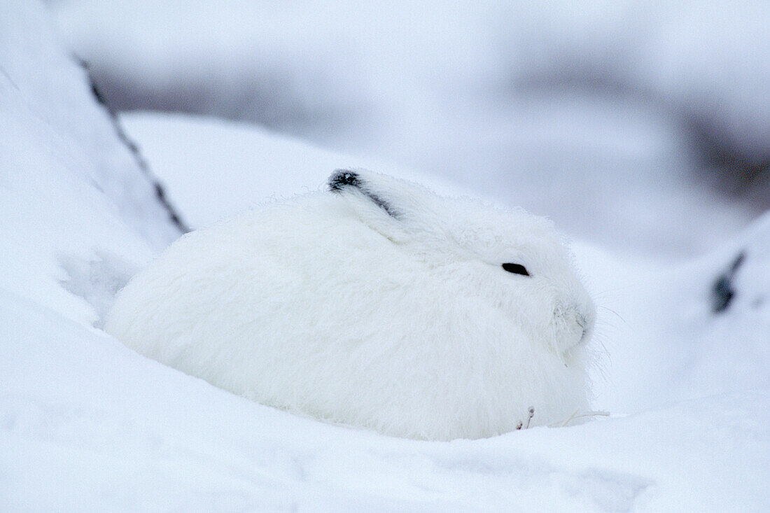 Ausgewachsener Schneehase (Lepus arcticus) versteckt sich im Schnee nahe der Hudson Bay, Churchill-Gebiet, Manitoba, Nordkanada