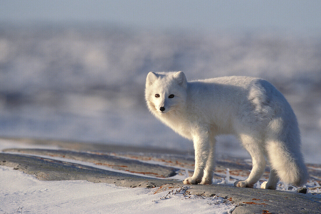 Polarfuchs (Alopex lagopus) steht auf einem Felsen in der Nähe von Churchill, Manitoba, Nordkanada