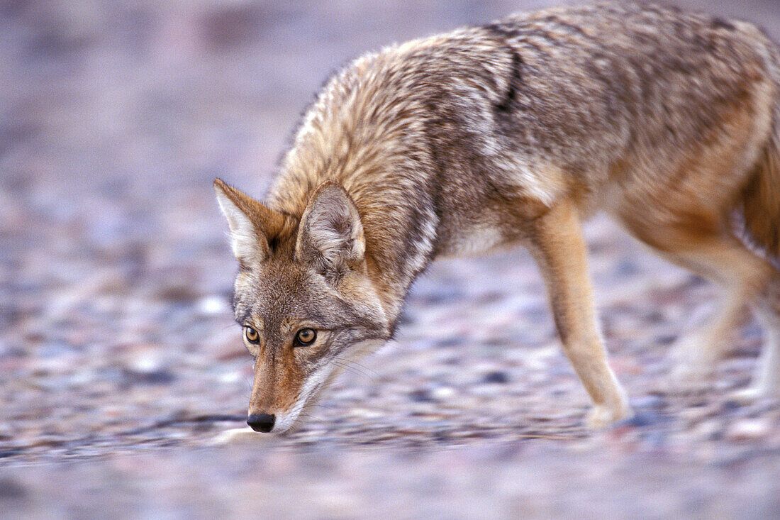 Kojote ( Canis latrans ) beim Schnüffeln auf der Jagd nach Beute im Death Valley National Park in Kalifornien, USA